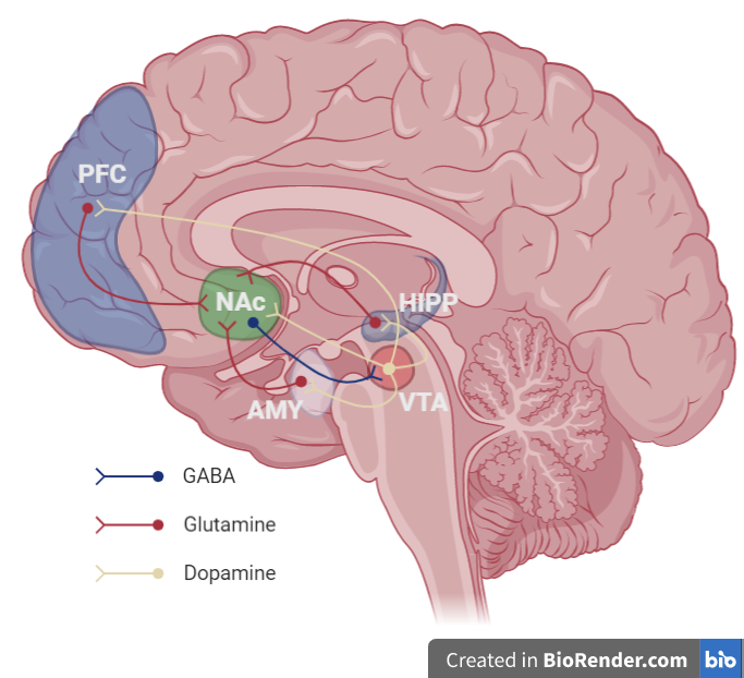Mesocorticolimbic_Circuit.png